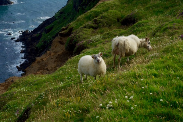 L'Islande compte 1 million de moutons. De fait, on en croise plus souvent que des Islandais.