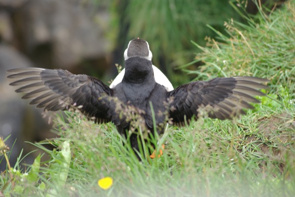 En anglais, "macareux" se dit "puffin", ce qui reflète bien le côté patapouf de ces petits pingouins volants un peu patauds.
