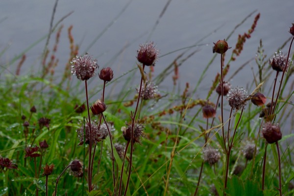 La flore aux abords du lac.