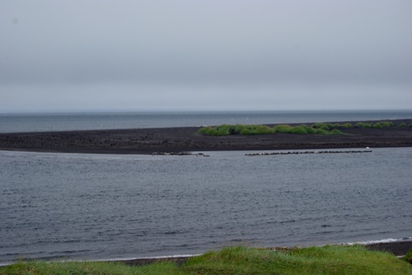 De l'autre côté de la baie, une colonie de phoques.