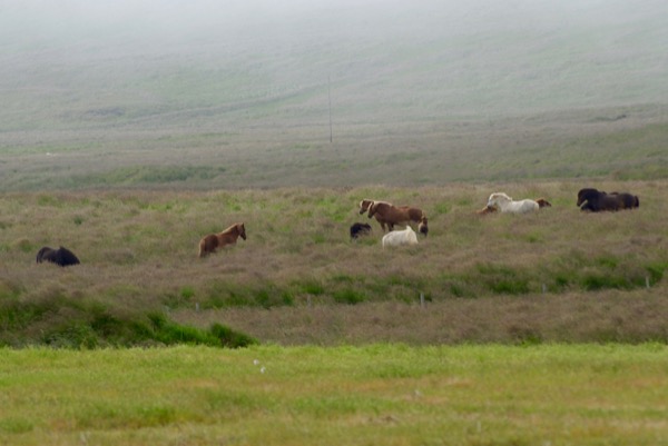 Le fameux cheval islandais aux cinq allures.