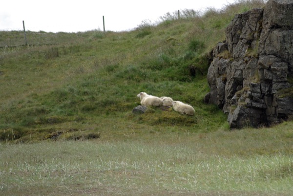 Les moutons semblent vivre en bon entente avec leurs voisins les phoques.