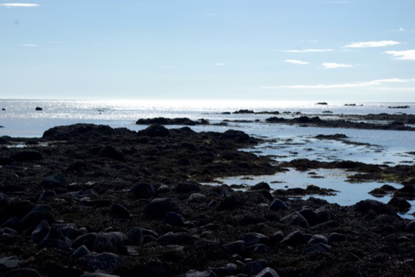 La plage et sa colonie de phoques