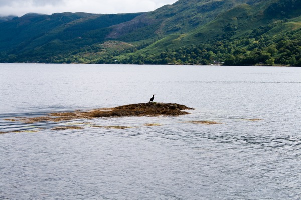 Une vingtaine d'espèces d'oiseaux fréquentent Eilean Donan. Ici, un cormoran. 