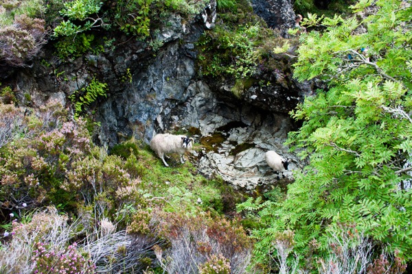 En bas dans les gorges, des moutons qui semblent se demander, comme nous, comment ils sont arrivés là.