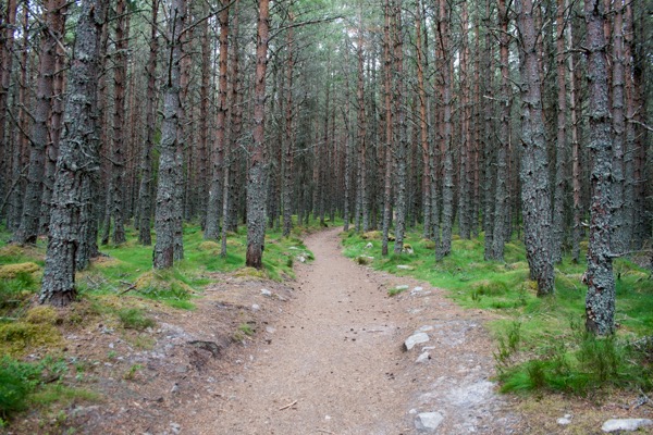 Le chemin de randonnée s'éloigne de la rivière pour traverser une forêt calédonienne habitée par des rennes.