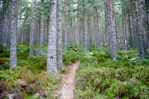 Les forêts calédoniennes couvraient autrefois une vaste partie de l'Écosse, il en reste aujourd'hui 1%, en raison de la déforestation menée depuis le néolithique.