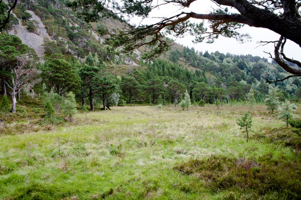 Les forêts calédoniennes abriterait une grande variété d'animaux, dont des chats sauvages, des mésanges huppées et des chevaliers aboyeurs (un oiseau). Nous, on a juste croisé une musaraigne.